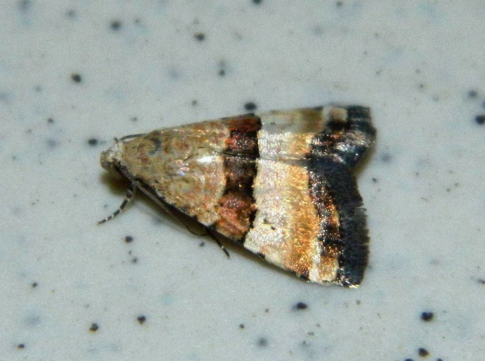 Pseudozarba bipartita